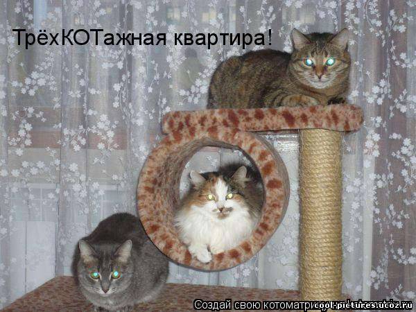 Три кота - Три прикола