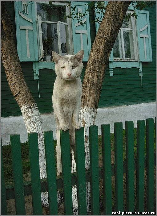 Кот на заборе