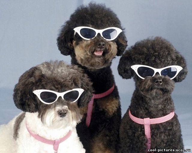 Фото собаки в очках