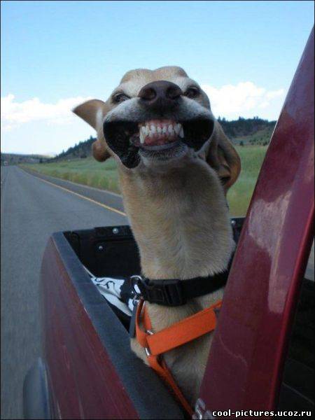 Собака на ветру