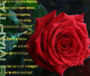 Открытка с розой на 8 марта