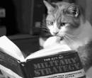 Кошка читает книгу