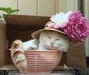 Кошка в корзинке и шляпе