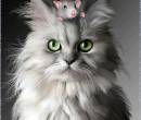 Прикольные кошка и мышка