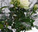 Белая роза в снегу