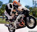 Корова за рулем мотоцикла