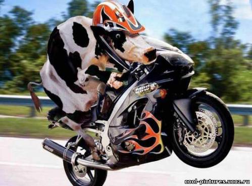 Корова за рулем мотоцикла