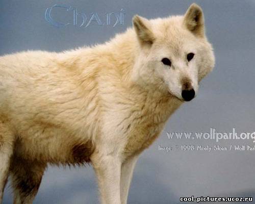 Белые волки фото