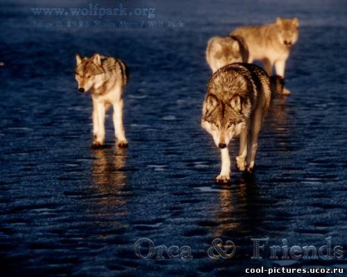 Страшные волки