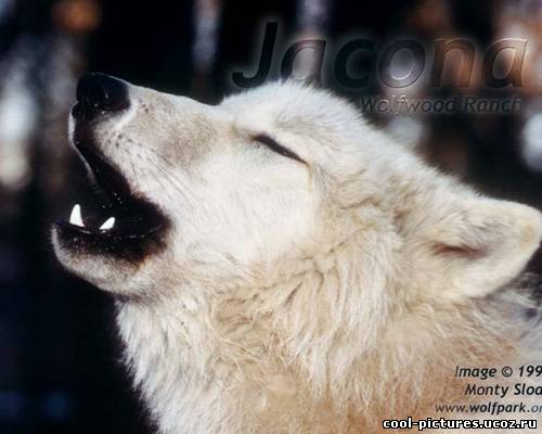 Белые волки фото