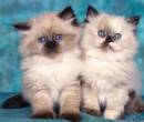 Два пушистых котенка с голубыми глазами