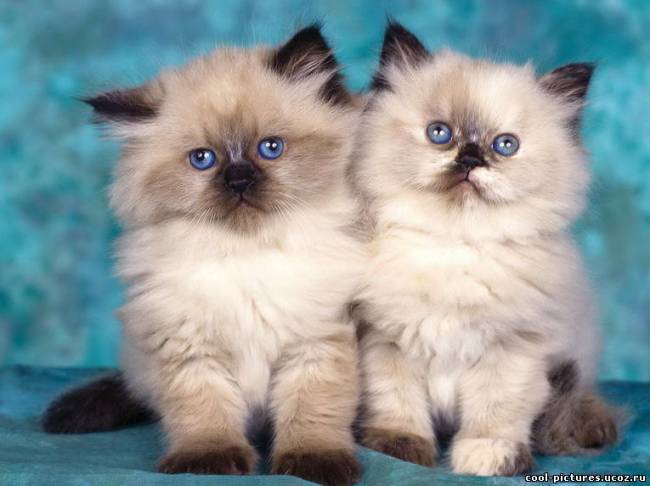 Два пушистых котенка с голубыми глазами