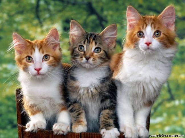 Три котенка