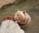 Медведь в воде