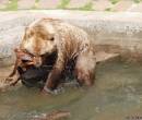 Медведь играет в воде