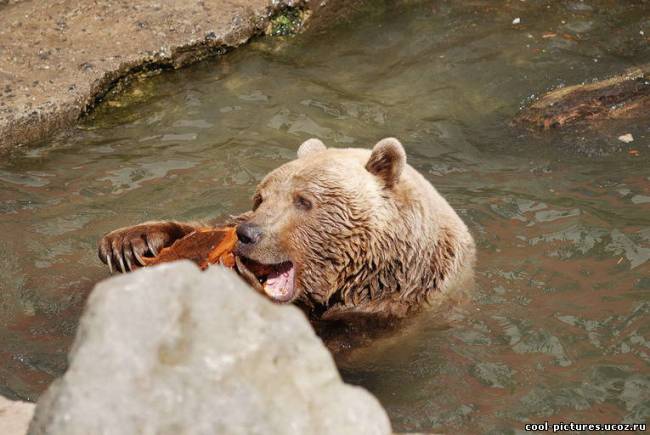 Медведь в воде