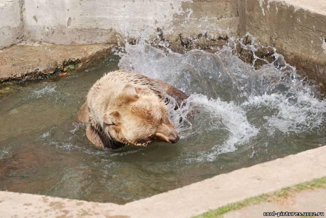 Фото бурый медведь в воде