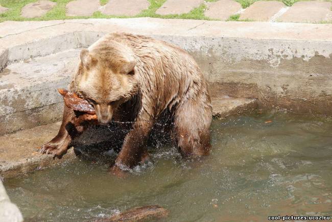 Медведь играет в воде