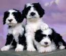Три красивых щенка на фото