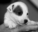 Черно белые фото щенков