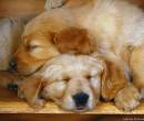 Спящие щенки