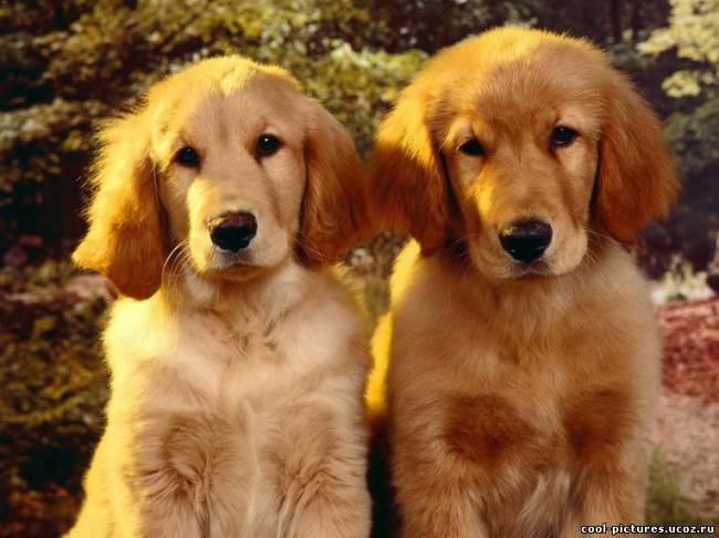 Два прикольных щенка