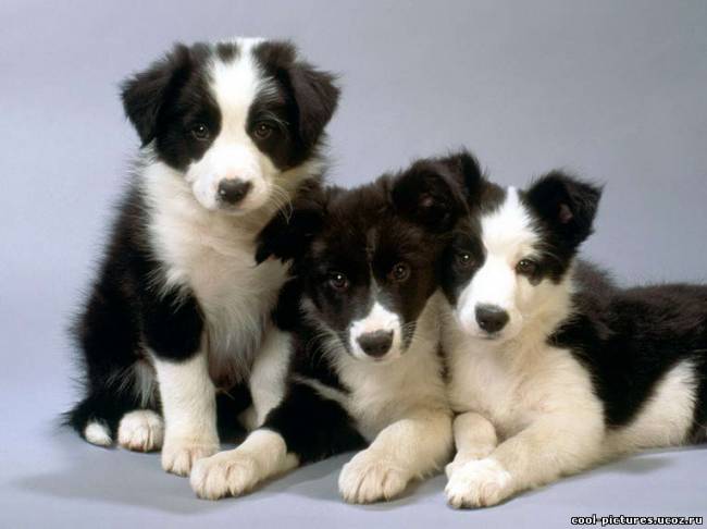 Три прикольных щенка