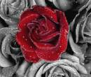Анимация красивой розы